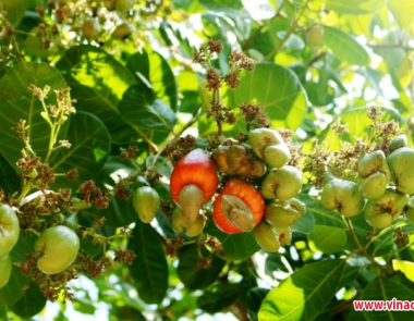 Which province grows cashews - raises livestock - has an airport, seaport and the 