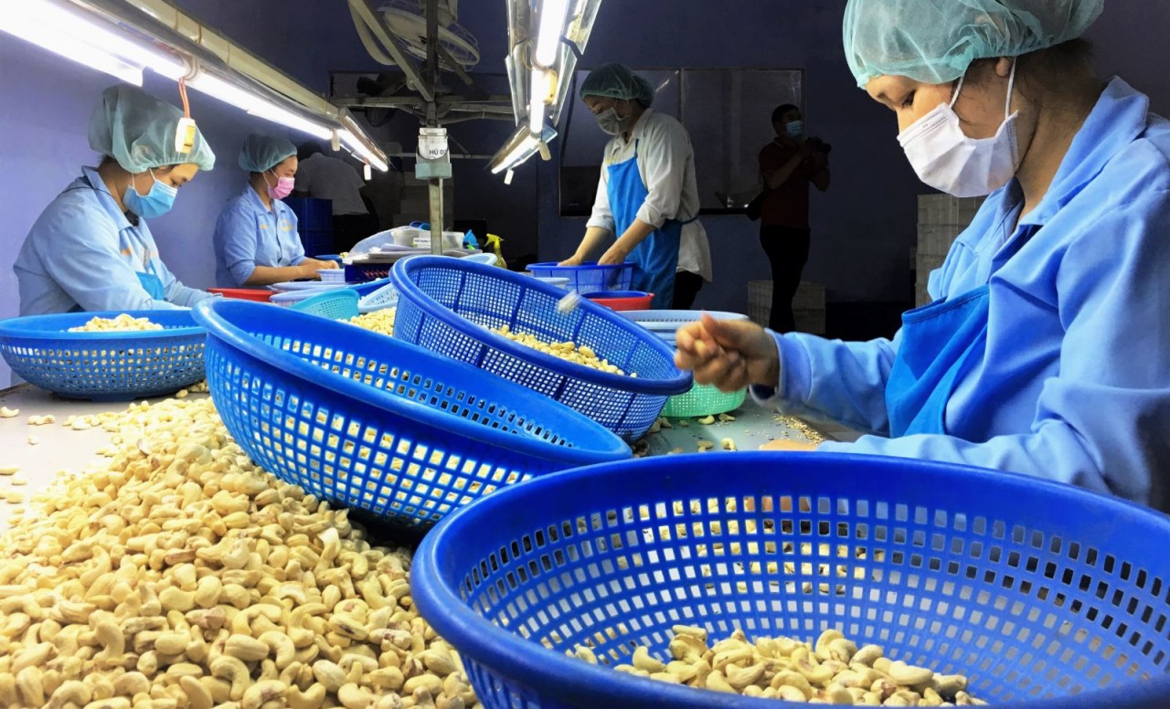 Vietnam cashew export challenges US tax and opportunities from reduced cashew prices