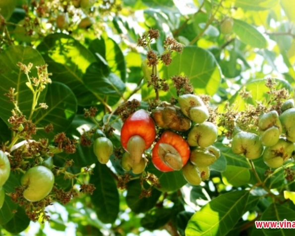 Which province grows cashews - raises livestock - has an airport, seaport and the 
